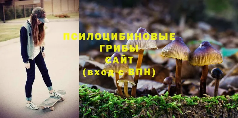 цены   Лангепас  Галлюциногенные грибы Psilocybe 